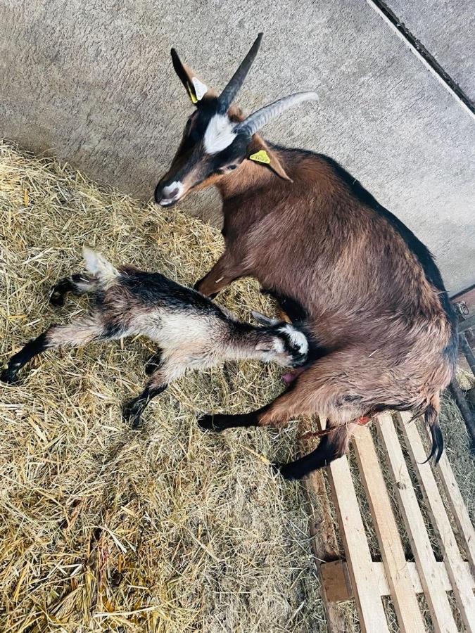 Kota A La Ferme Ξενοδοχείο Beaufort-en-Argonne Εξωτερικό φωτογραφία
